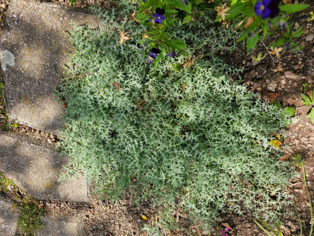 Herniaria incana
